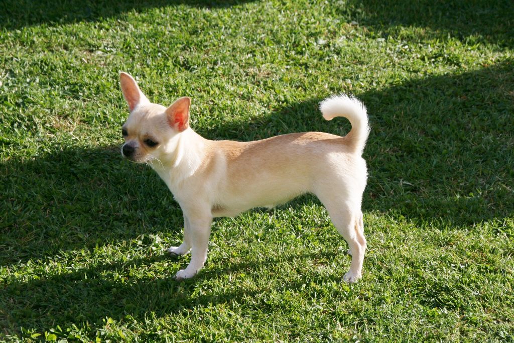 Les Chihuahua de l'affixe Des Lutins De Kerveur