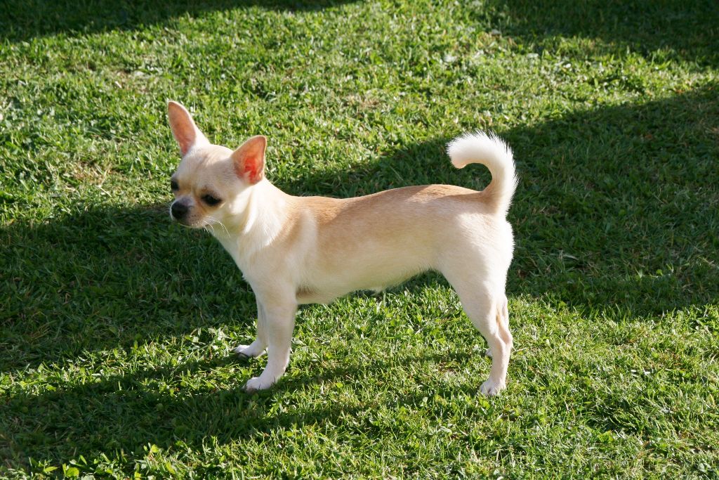 Mina Des Barons De Maule